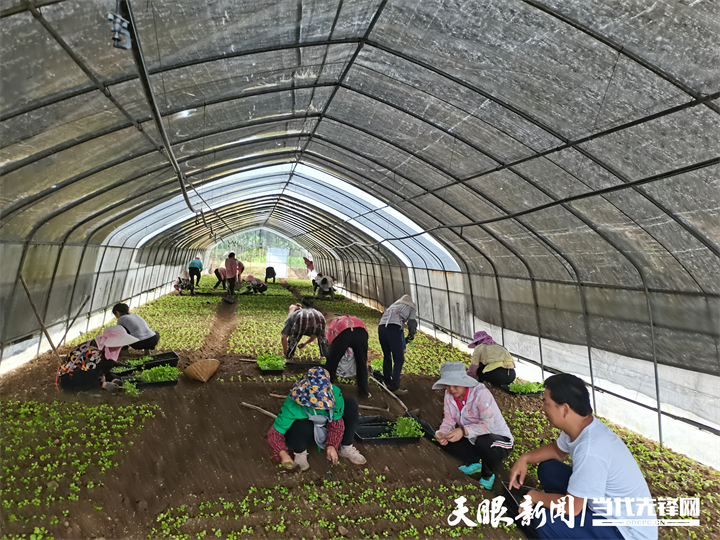 1688030114747251.jpg 和专家一起给村民示范芹菜种子种植技术.jpg